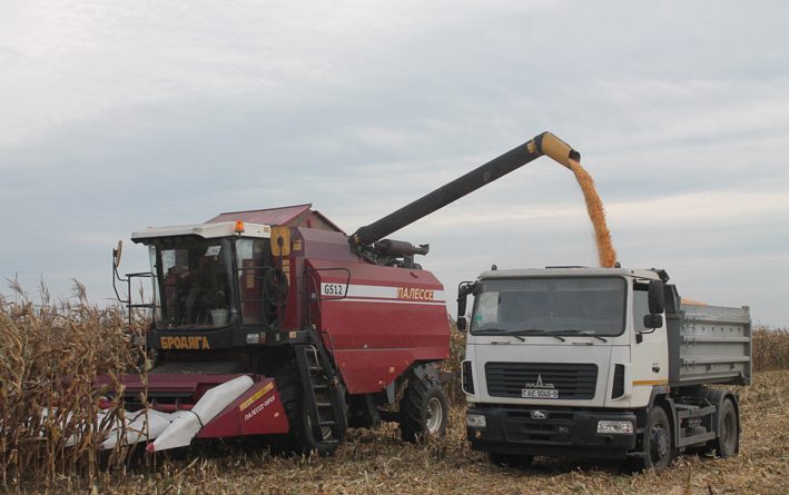 Уборка кукурузы на зерно