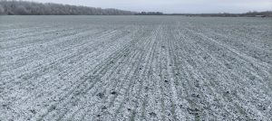 «Озимые под постоянным контролем». Как урожай переживает зимовку