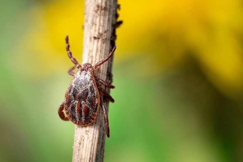 Активизация клещей: опасности и советы по защите весной