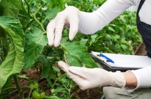 Могилевская областная государственная инспекция по семеноводству, карантину и защите растений: итоги работы, бюджет и актуальные вопросы