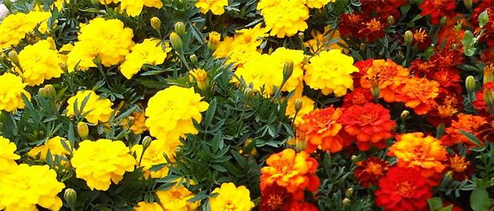 Цветы-обереги: какие растения защитят огород от вредителей и грызунов