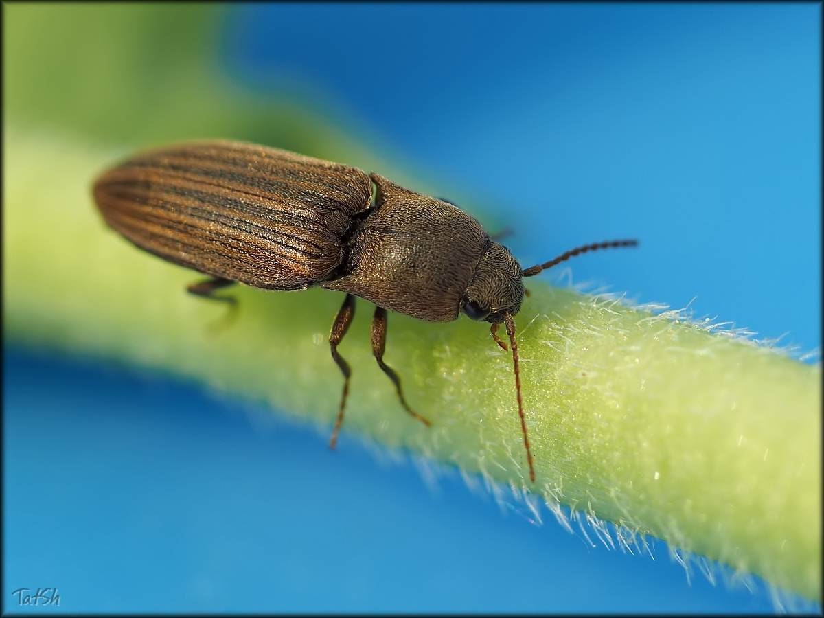 Весенний вредитель: как бороться с жуками-щелкунами и проволочником в почве