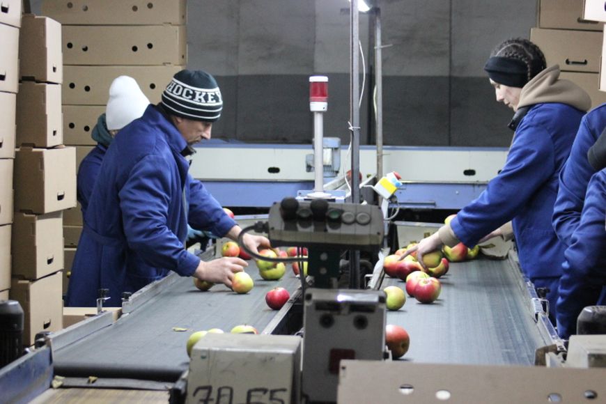 ОАО «Арника-Агро»: один из лидеров фруктового и ягодного бизнеса в Беларуси под управлением Виталия Ниса