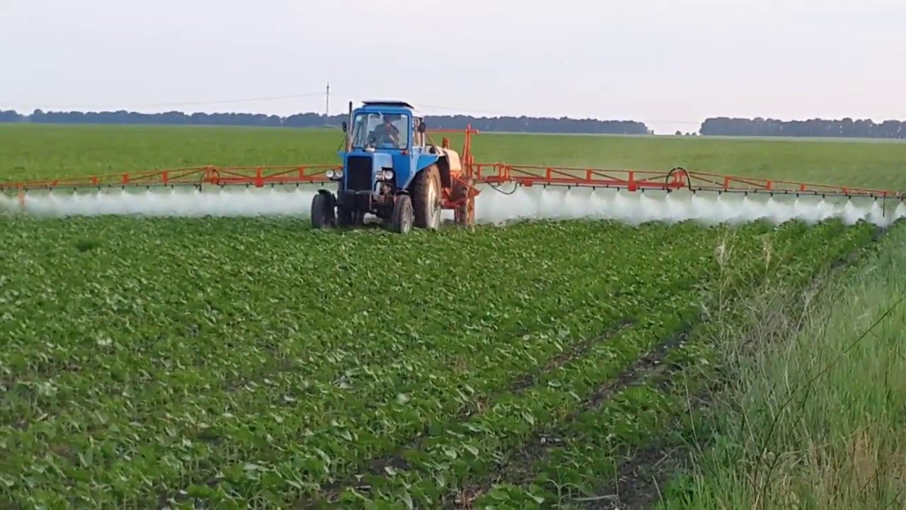 Защита озимых зерновых культур: лучшие инсектициды и их эффективность в мае