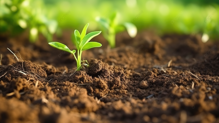 Посевная уже близко: как дачнику сохранить влагу в почве в апреле-мае