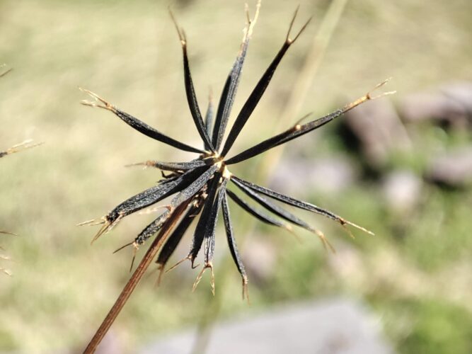 Череда волосистая — угроза посевам: особенности распространения и меры борьбы