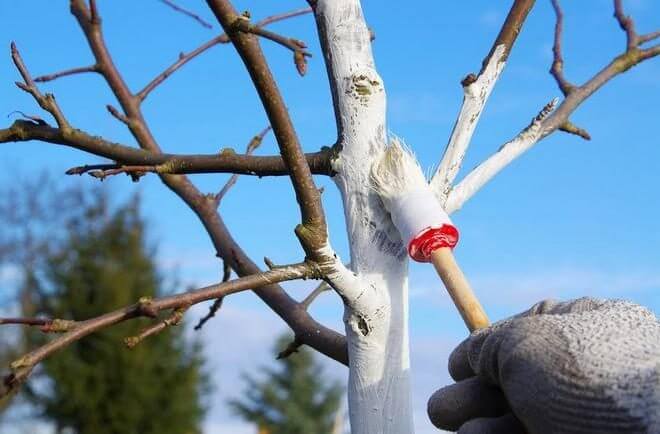 Подготовка сада к зиме и хранение урожая: практические советы по уходу за деревьями, посевам и заготовкам